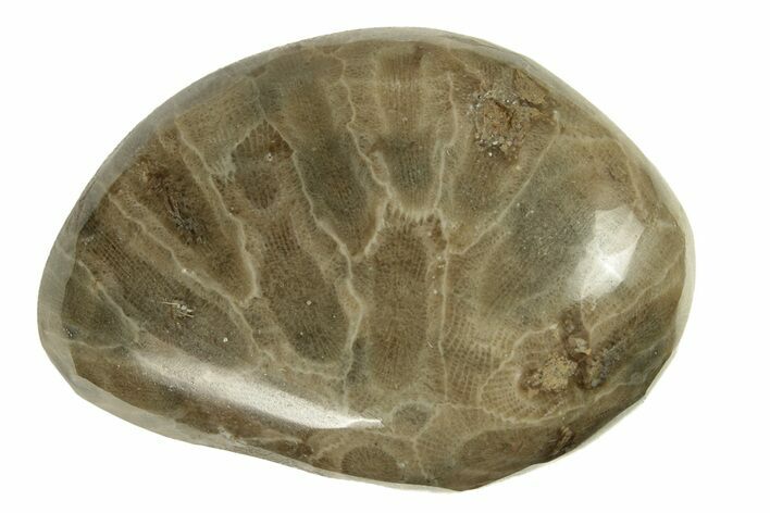 Polished Petoskey Stone (Fossil Coral) - Michigan #260109